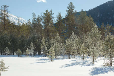 Winter landscape of forest and mountains. Concept travel view in clear weather. Scenic view of alpine pine trees on a background of mountains.の写真素材