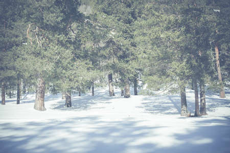 Winter landscape of forest and mountains. Concept travel view in clear weather. Scenic view of alpine pine trees on a background of mountains.の写真素材
