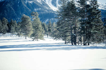 Winter landscape of forest and mountains. Concept travel view in clear weather. Scenic view of alpine pine trees on a background of mountains.の写真素材