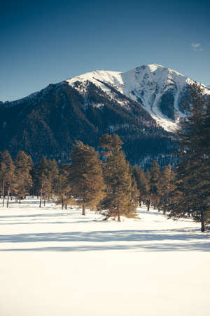 Winter landscape of forest and mountains. Concept travel view in clear weather. Scenic view of alpine pine trees on a background of mountains.の写真素材