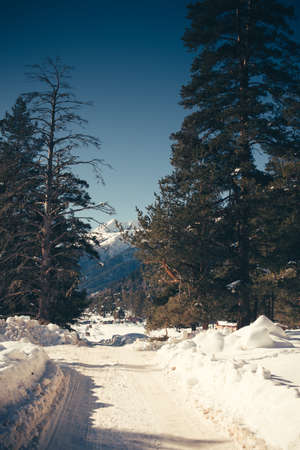 Winter landscape of forest and mountains. Concept travel view in clear weather. Scenic view of alpine pine trees on a background of mountains.の写真素材