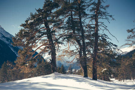 Winter landscape of forest and mountains. Concept travel view in clear weather. Scenic view of alpine pine trees on a background of mountains.の写真素材