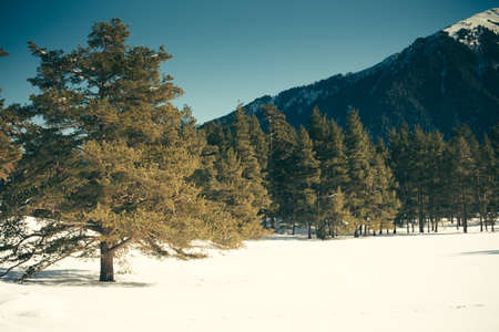 Winter landscape of forest and mountains. Concept travel view in clear weather. Scenic view of alpine pine trees on a background of mountains.の写真素材