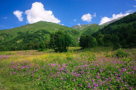 Mountain summer landscape with forest and high peaks. Caucasus. A view of the main Caucasian ridge. Biosphere Reserve resort Dombay. The concept of travel and tourism.の写真素材