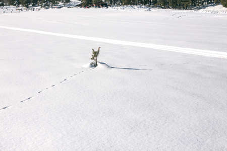 Winter snowy background. Landscape natural clearing in the snow with a small tree and animal tracks.の写真素材