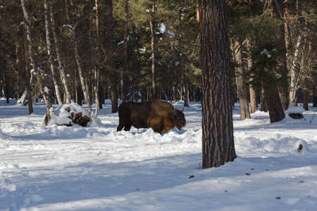 European bison in the winter forest of fir on the background of their natural habitat in the Caucasus Mountains. A lone Ð¼Ð°Ð»Ðµ aurochs came from the nursery in search of new territories.の写真素材