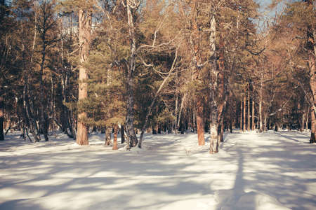Winter coniferous forest, wild landscape in the countryside views. Background Travel relaxed atmosphere scenic reserve.の写真素材