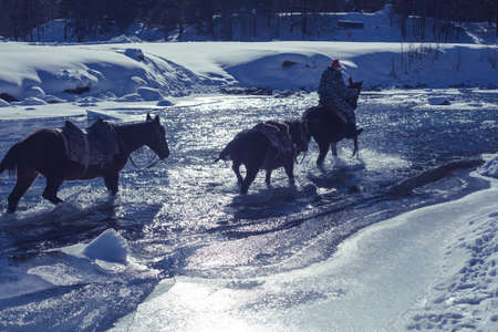 Horses cross the stormy mountain river in winter time.の写真素材