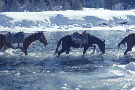 Horses cross the stormy mountain river in winter time.の写真素材