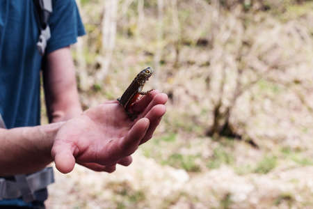 Triturus cristatus, Caucasian newt, a picture taken in the mountainous tropical part of Abkhazia, Triton or Caudata is one of the three modern amphibian orders. A rare species, is listed in the Red Book.の写真素材