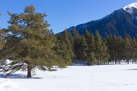 Winter panorama of the mountain with valleys and forest. Caucasus. Landscape of high peaks in clear weather. The concept of travel and leisure, winter sports, lifestyle, adventure.の写真素材