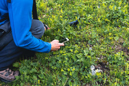 A hiking tourist uses a smartphone in nature to obtain information about flowers and herbs. The...