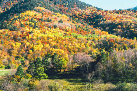 Mountain autumn landscape with colorful forests. Alpine scene slopes covered with yellow and red trees.の写真素材