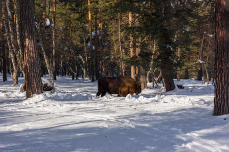 European bison in the winter forest, buffalo bison in natural conditions in the mountain forest. The abandoned kennel-reserve Caucasian bull bison in the coniferous forest.の写真素材