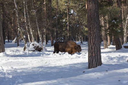 European bison in the winter forest, buffalo bison in natural conditions in the mountain forest. The abandoned kennel-reserve Caucasian bull bison in the coniferous forest.の写真素材