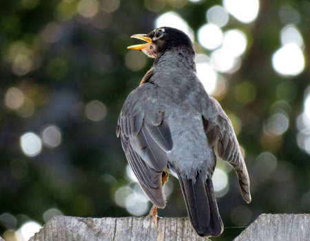 Robin in bokehの写真素材