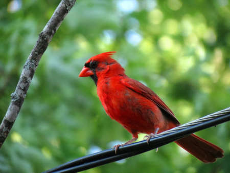 Cardinal on a wireの写真素材