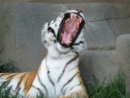 Tiger roar の写真素材