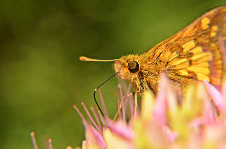 Beautiful Mothの写真素材