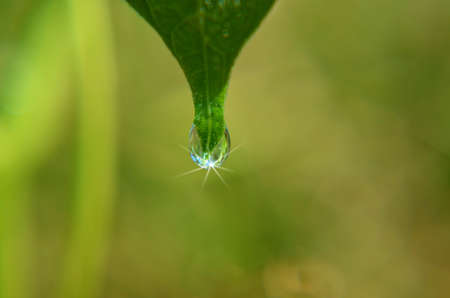 Rain Drop の写真素材
