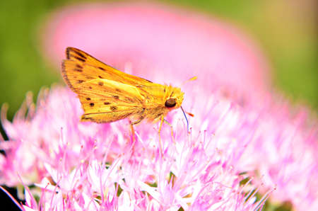 Spring Lifeの写真素材