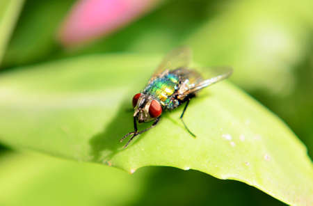 Small as a flyの写真素材