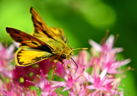 Mothの写真素材