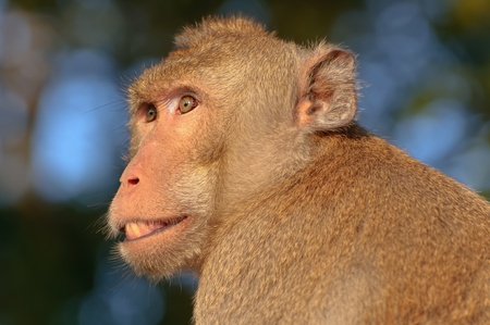 face of the monkey の写真素材