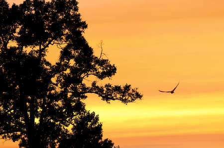 Birds flying in the sky gold at sunsetの写真素材