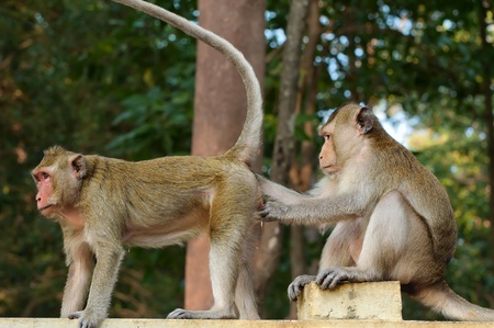 Father and mother monkey in zooの写真素材