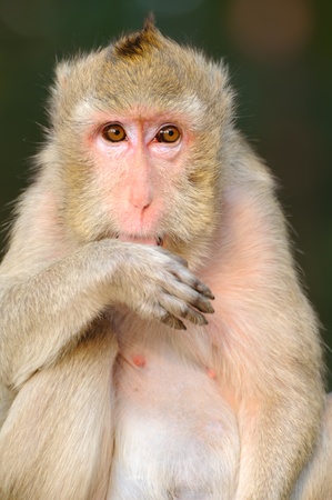  Female monkey in zoo thailandの写真素材