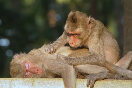 Father and mother monkey in zooの写真素材