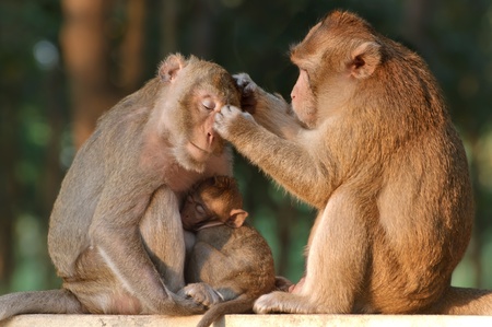 Monkey family. Mother father and baby is sitting in zooの写真素材
