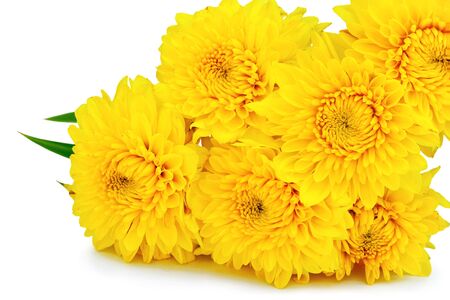 yellow chrysanthemum flowers  on white background.の写真素材