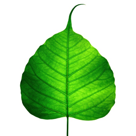 green leaf vein ( bodhi leaf ) on white backgroundの写真素材