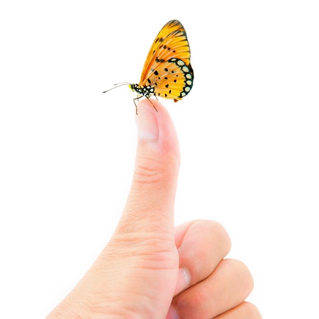 Butterfly sitting on finger on white backgroundの写真素材