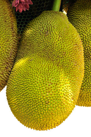 jackfruit  tropical fruit in thailand 