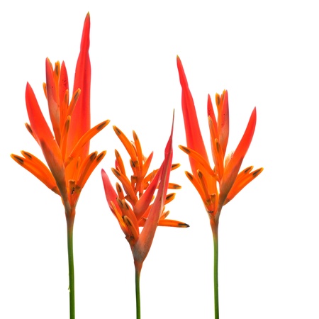  Flowers   Bird of paradise    isolated on white background  の写真素材