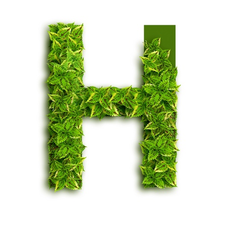  Letter H, alphabet of green leaves isolated on white background.の写真素材