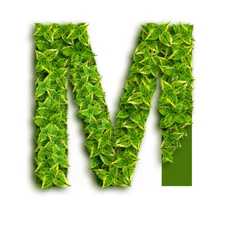 Letter M, alphabet of green leaves isolated on white background. Letter M, alphabet of green leaves isolated on white background.
