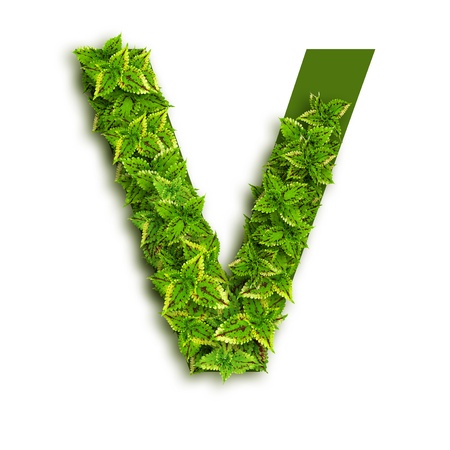 Letter V, alphabet of green leaves isolated on white background.の写真素材