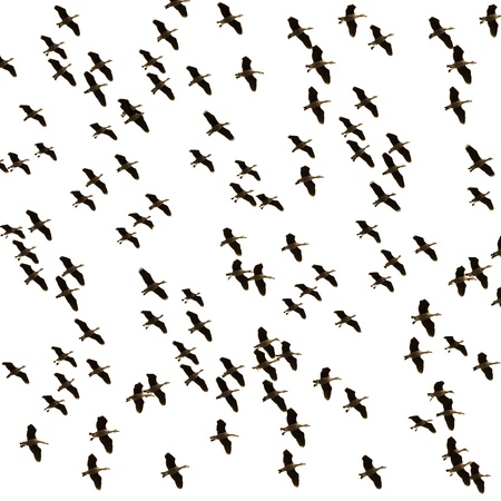  Flock of ducks flying on sky white backgroundの写真素材