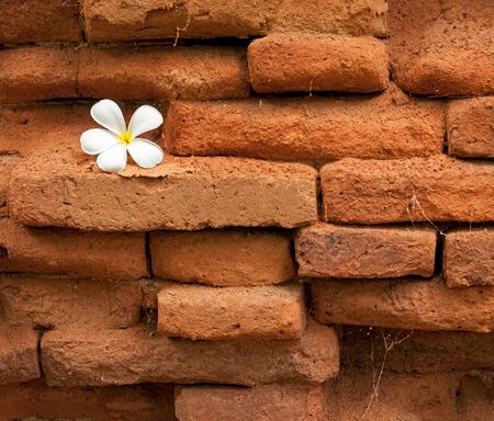 Frangipani flower on wall red brick background.の写真素材