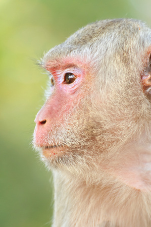 Closeup the faces of monkeysの写真素材