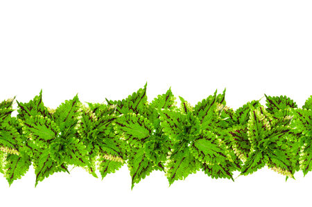 Green leaf  isolated on white background.の写真素材