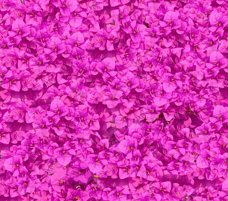  Close-up Flowers purple blooming of bougainvilleas.の写真素材