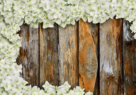 White flowers blossom of bougainvillea on old wooden background.の写真素材