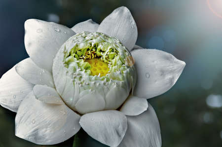 Close up of blooming white lotus flower.の写真素材