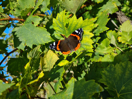 butterfly on a vine plantの写真素材
