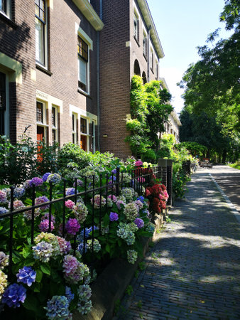 streetview of a dutch house in utrechtin summer, ovegrown by plant, nice flowersの写真素材